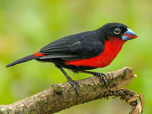 Western bluebill