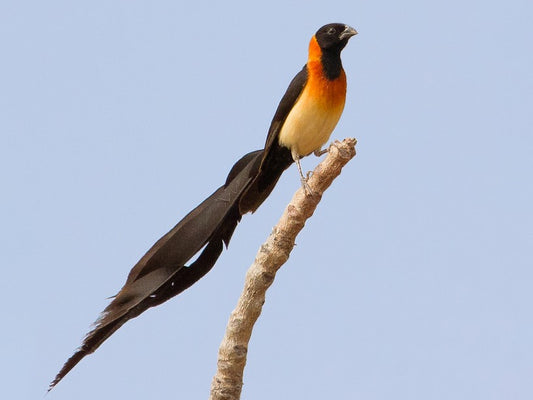 Paradise whydah