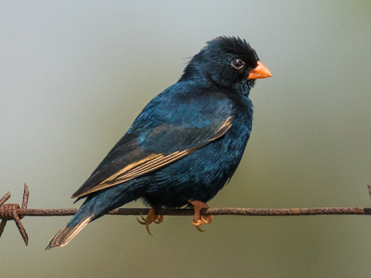 Village Indigobird