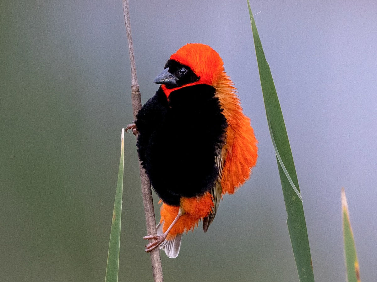 Red bishop