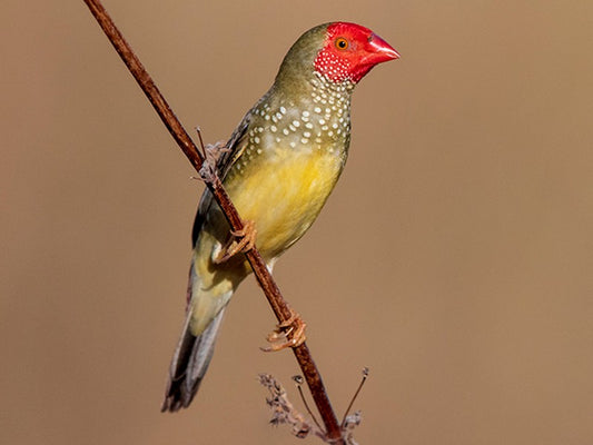 Red star finch