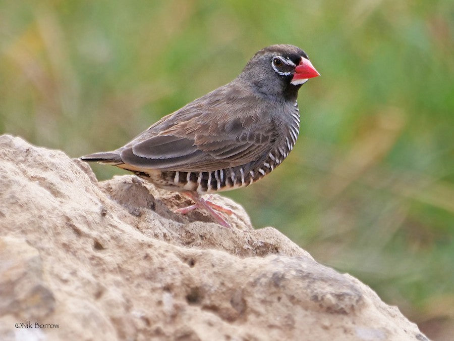 Quail Finch