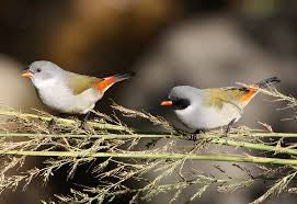 Swee waxbill