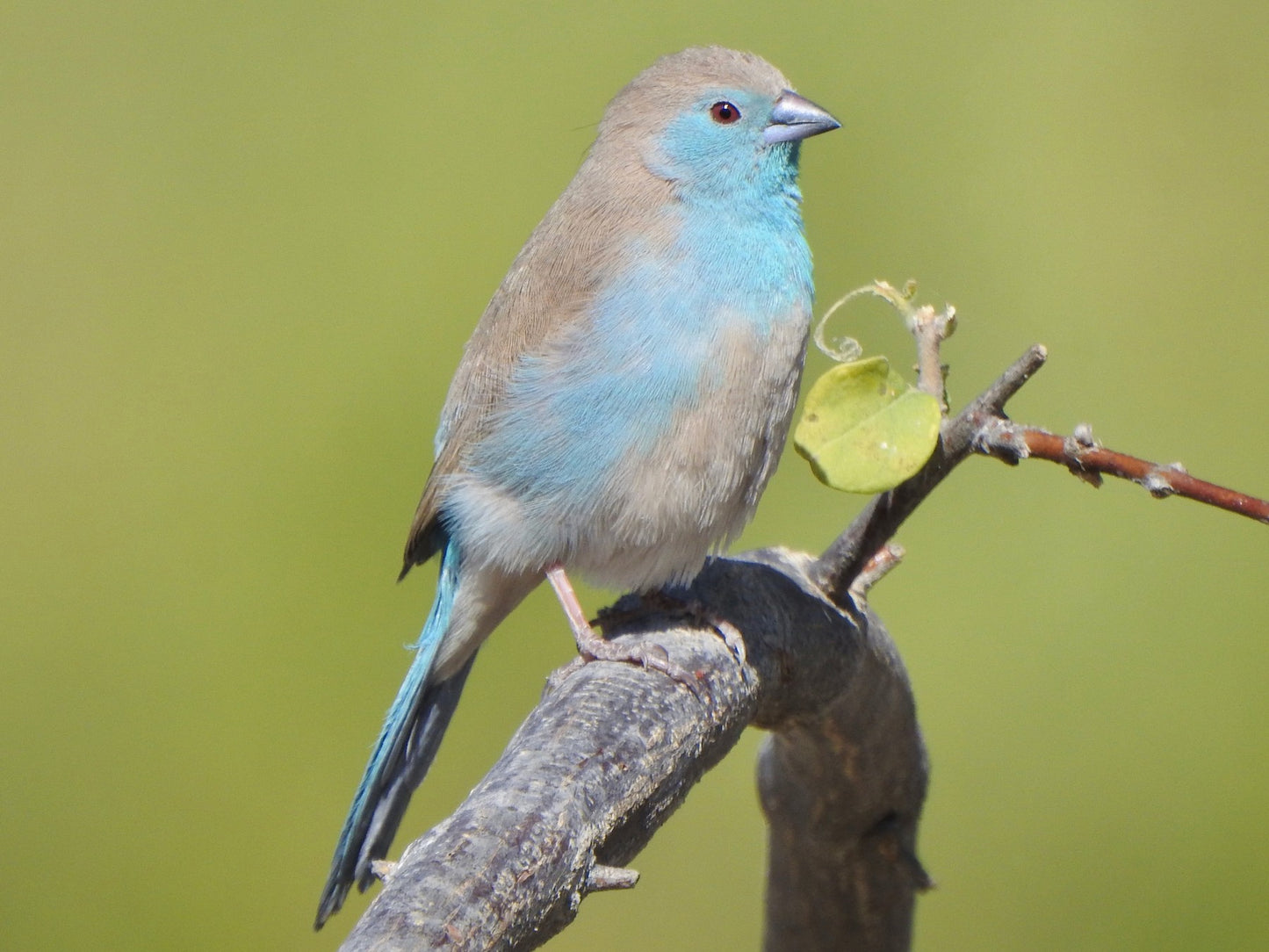 cordon blue waxbill