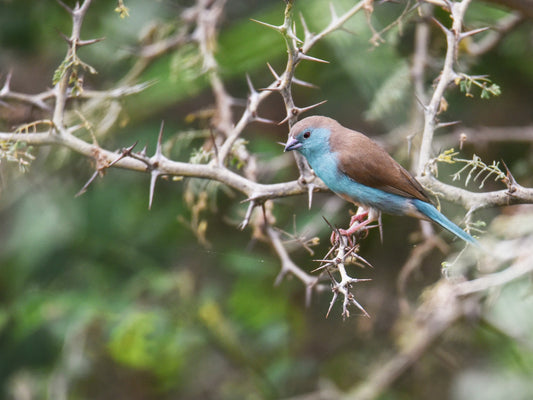 cordon blue waxbill