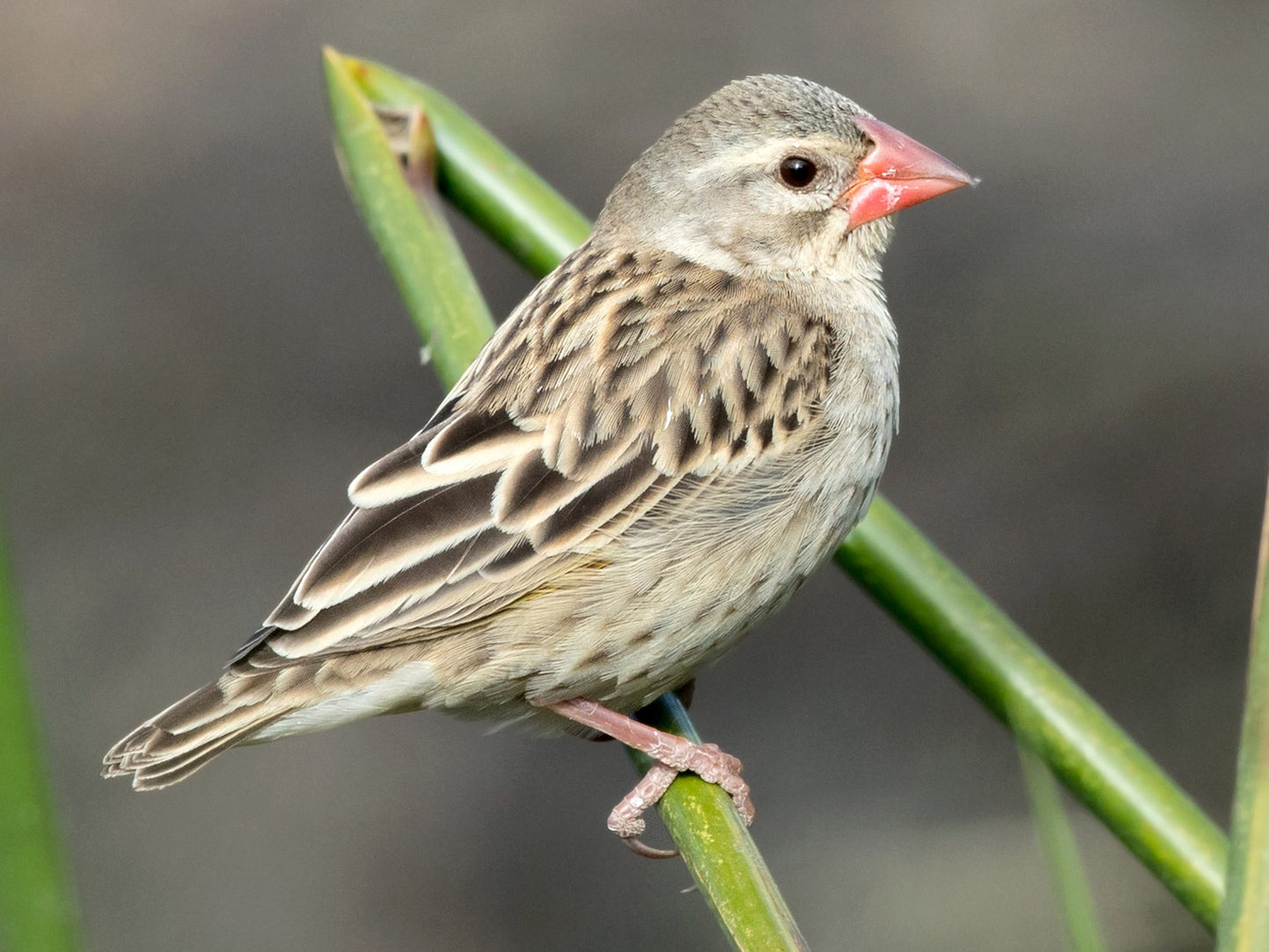Red-billed Quelea