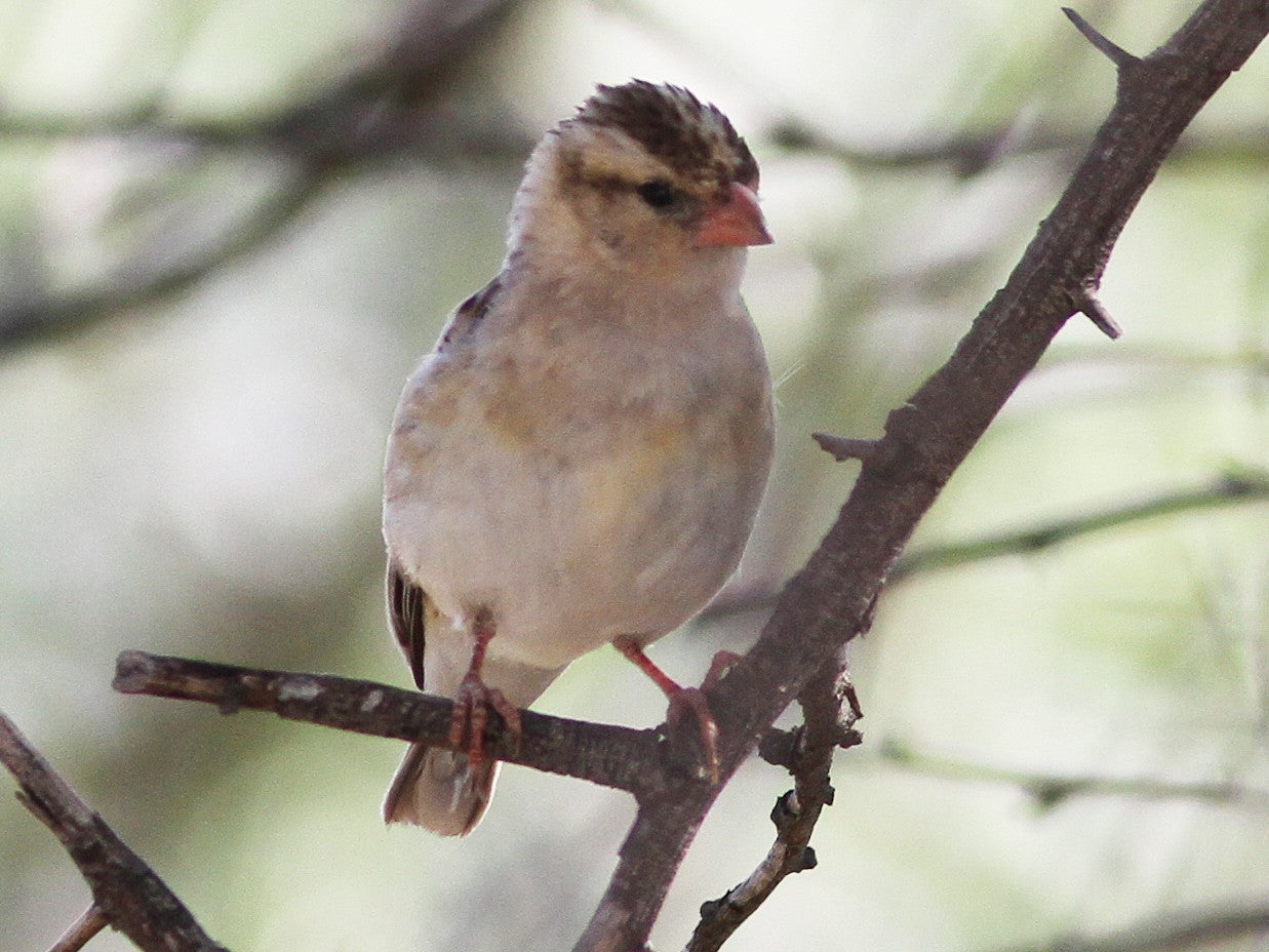 Shaft-tailed Whydah