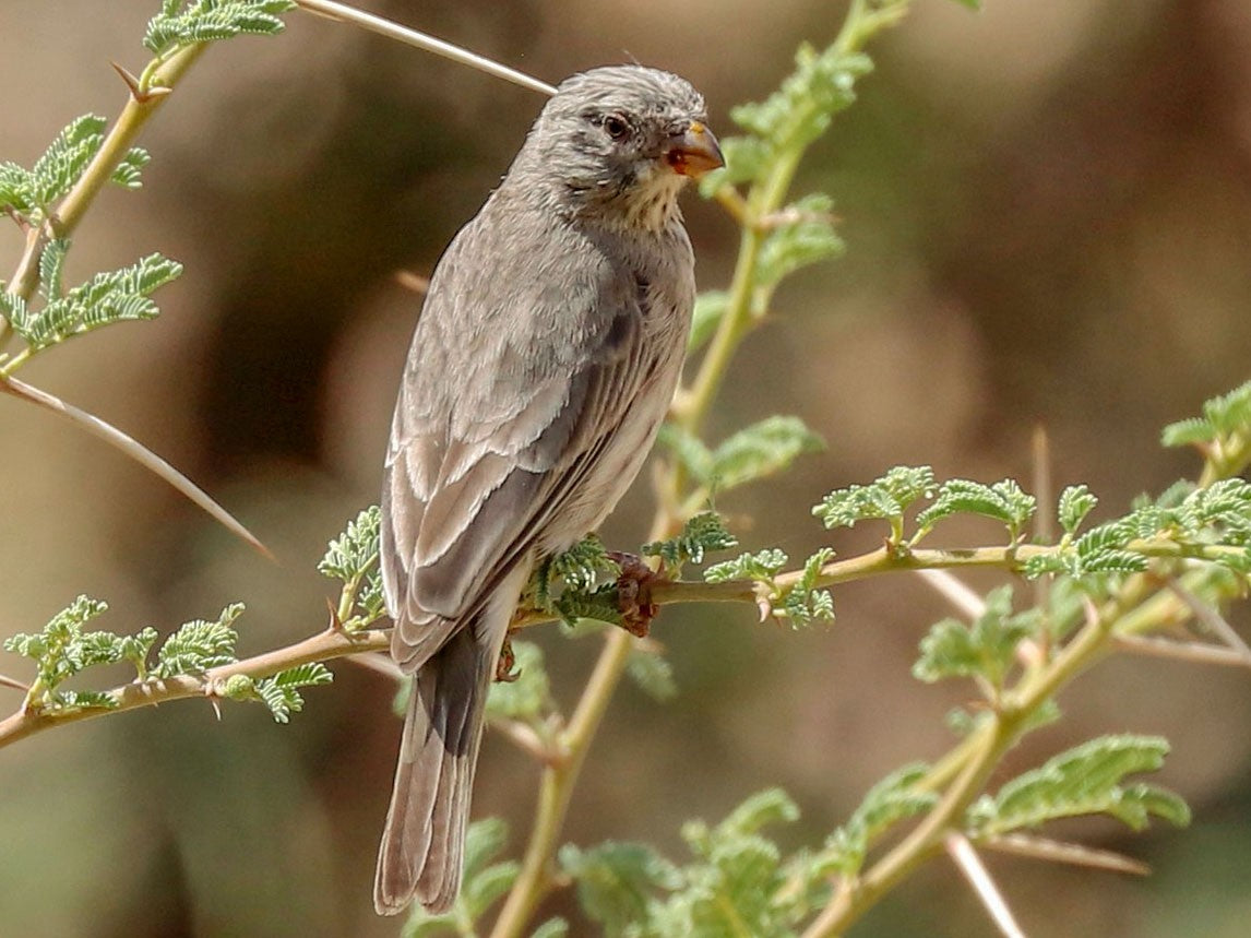 Arabian serin