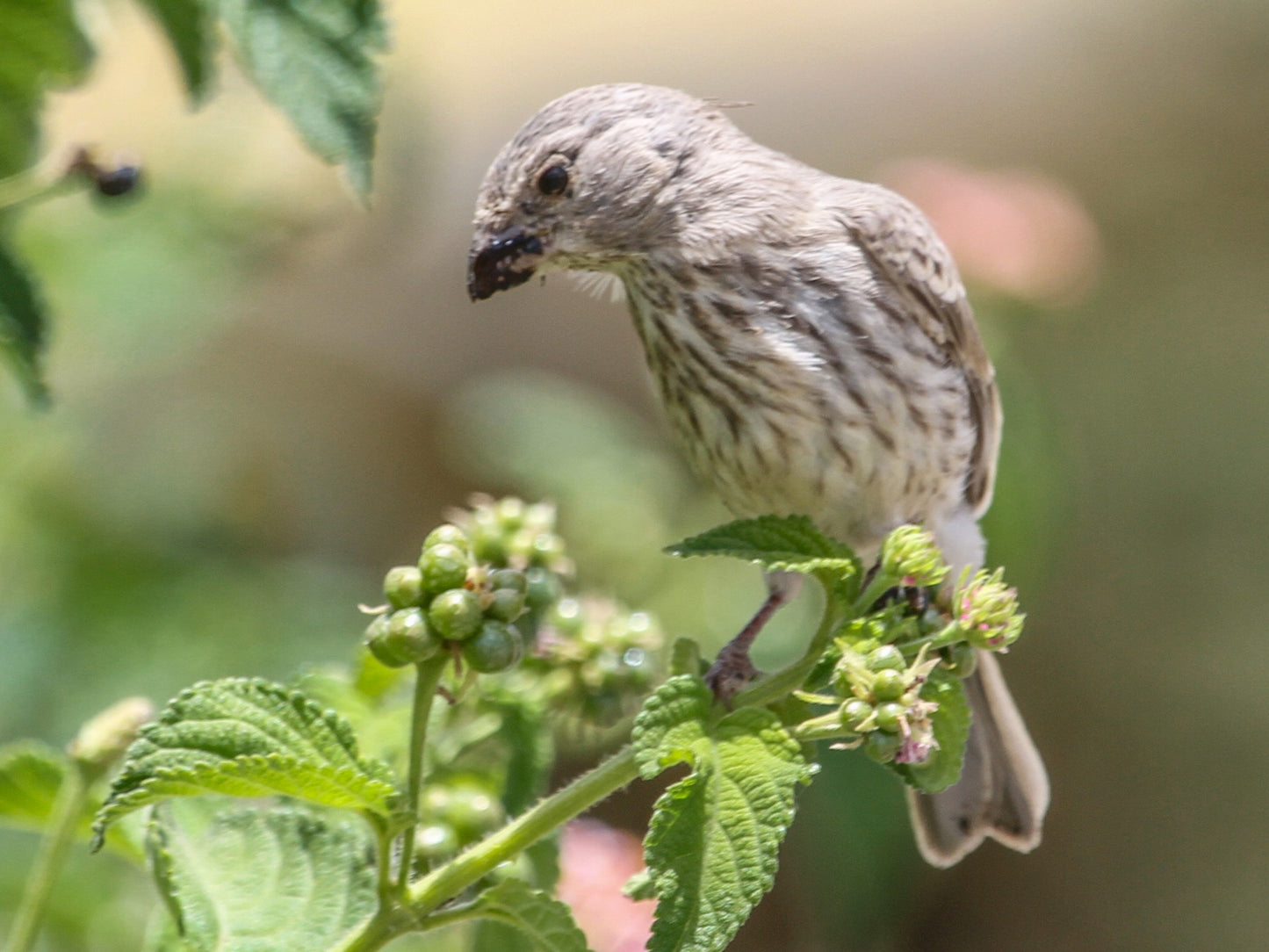 Arabian serin