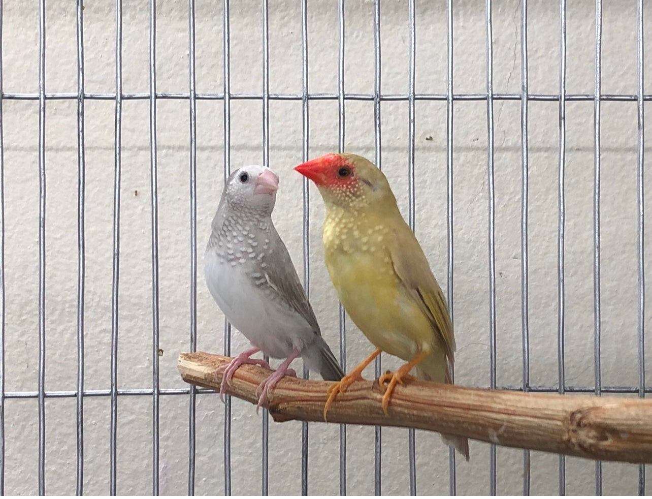 Blue star finch