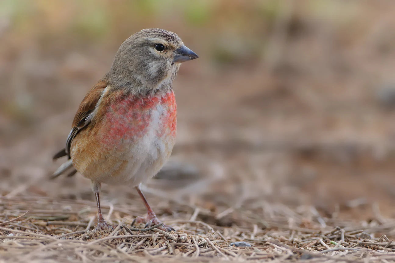 Common Linnet