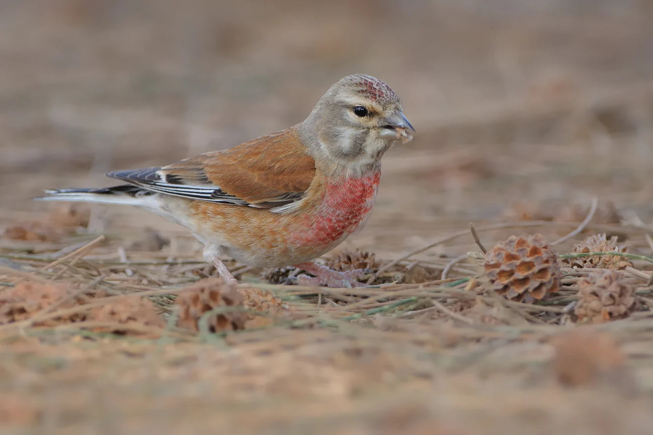 Common Linnet