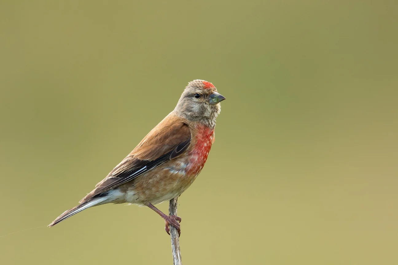 Common Linnet