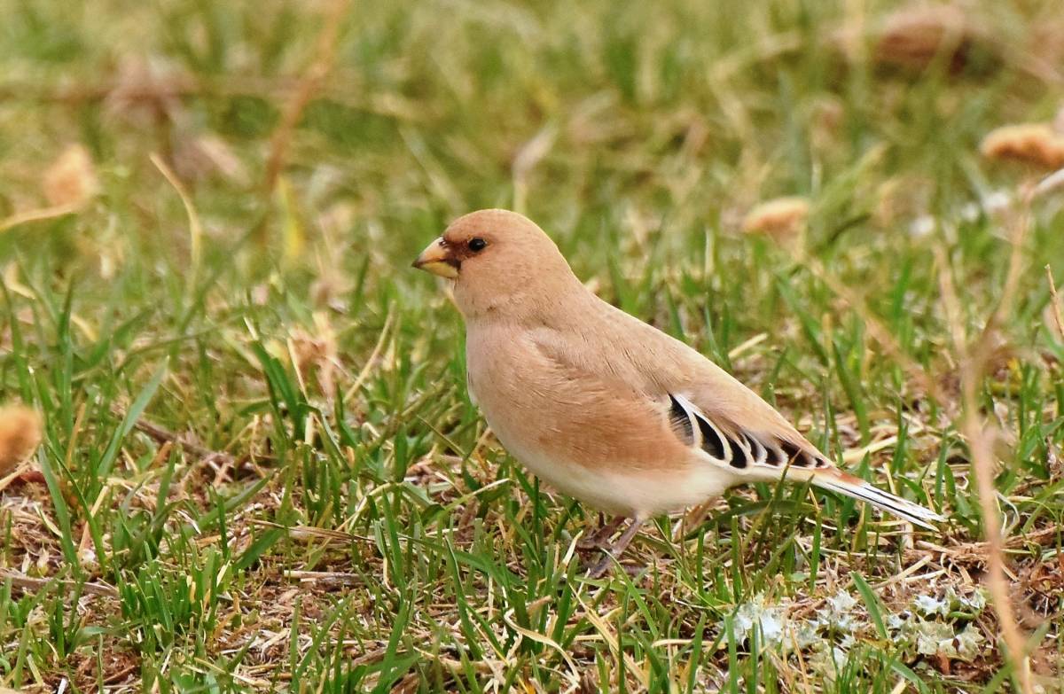 Desert finch