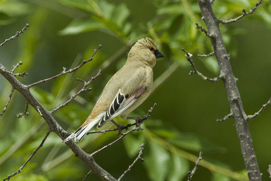 Desert finch