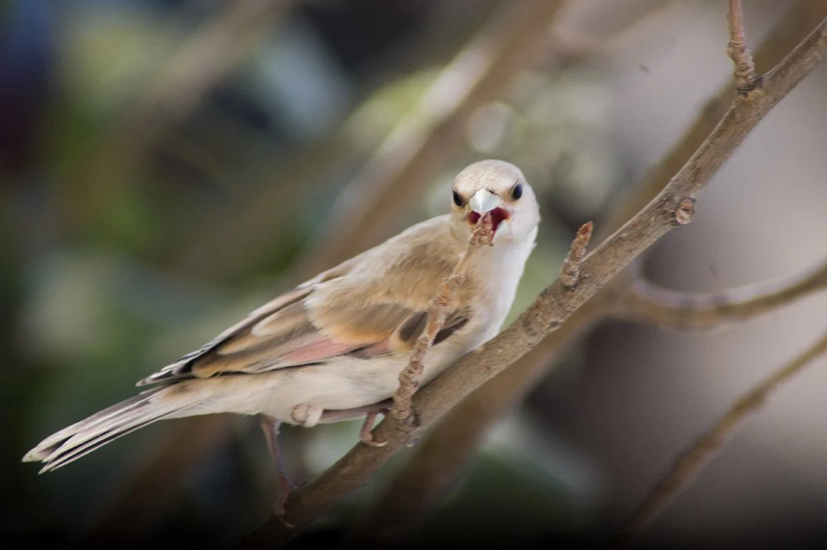 Desert finch