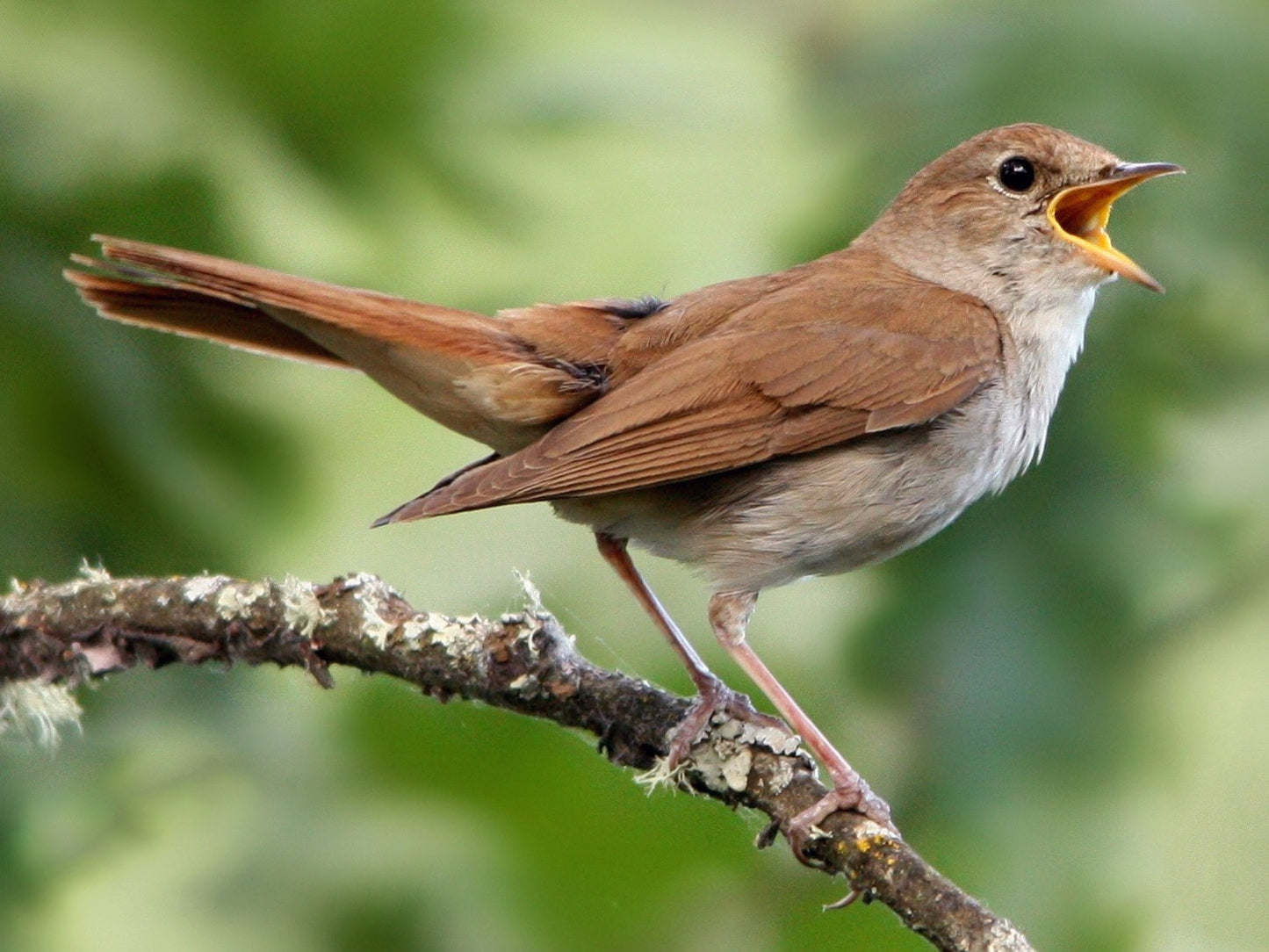 Common nightingale