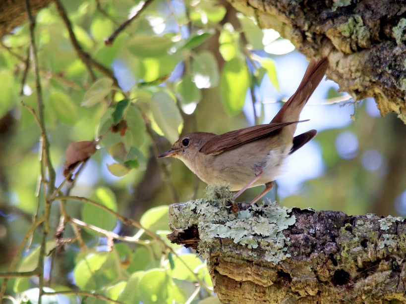 Common nightingale