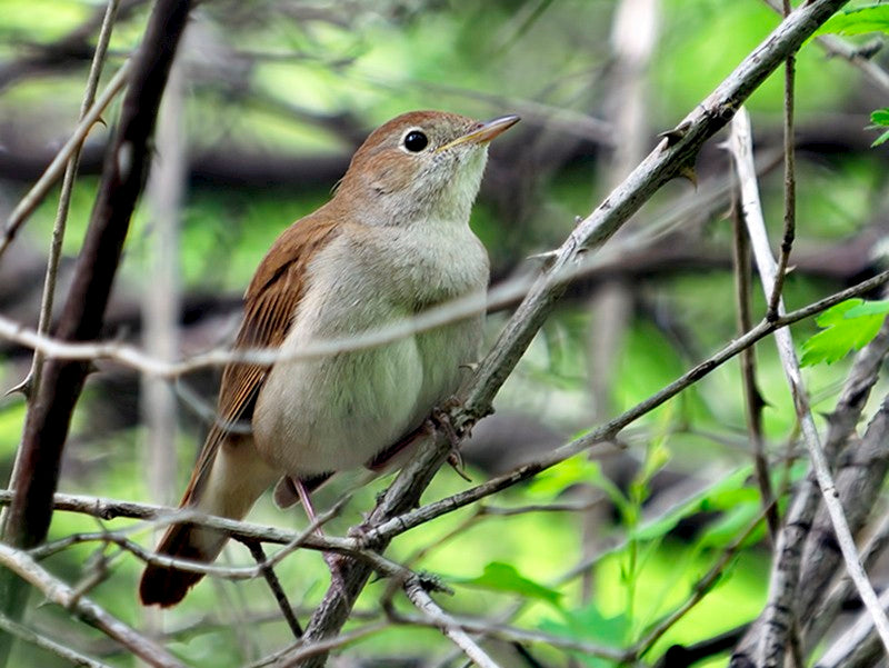 Common nightingale