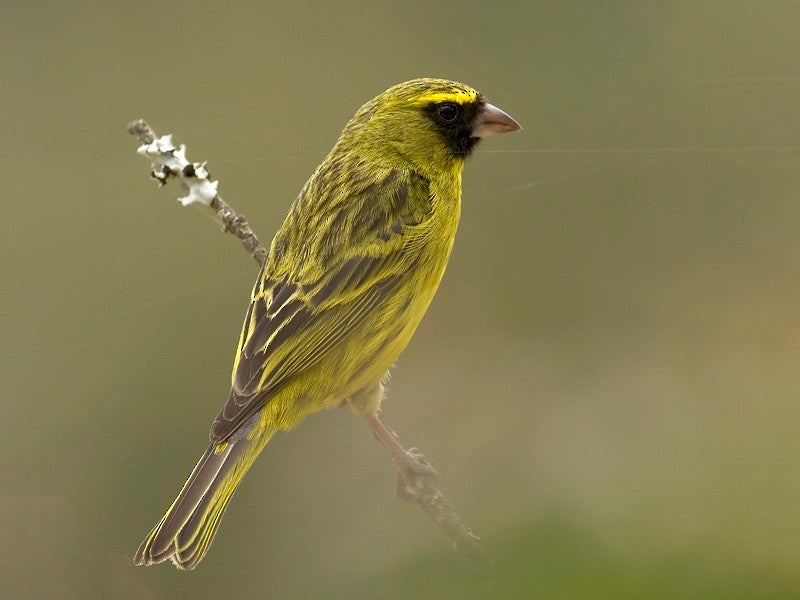 African Citril