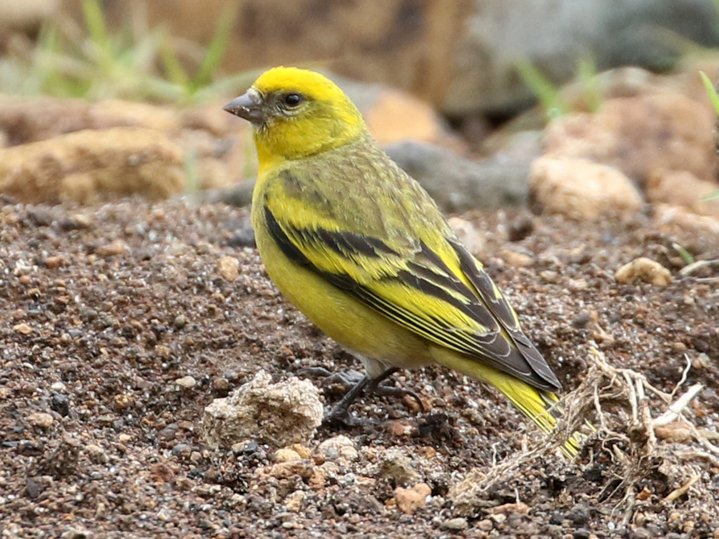 Crowned canary