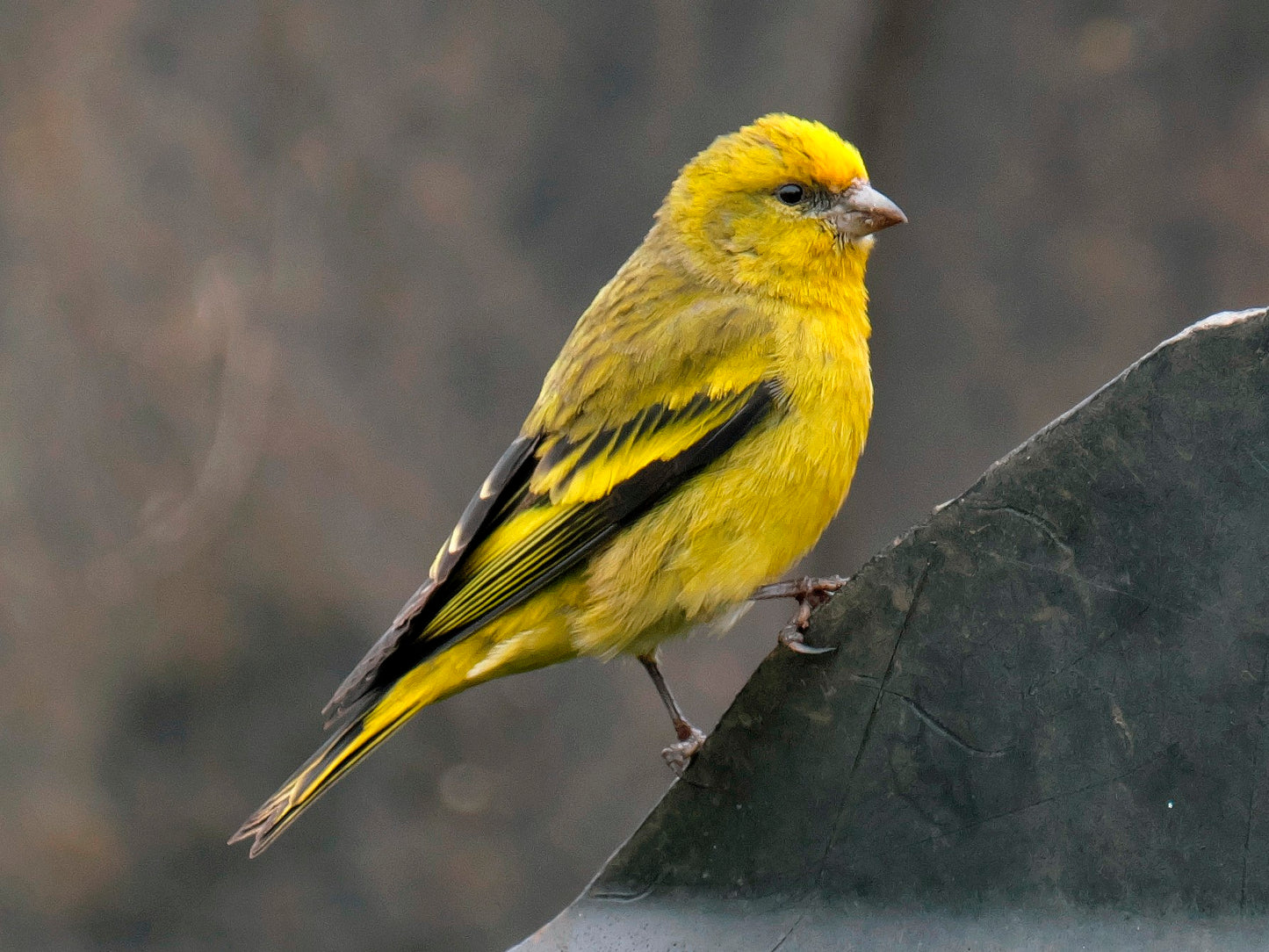 Crowned canary