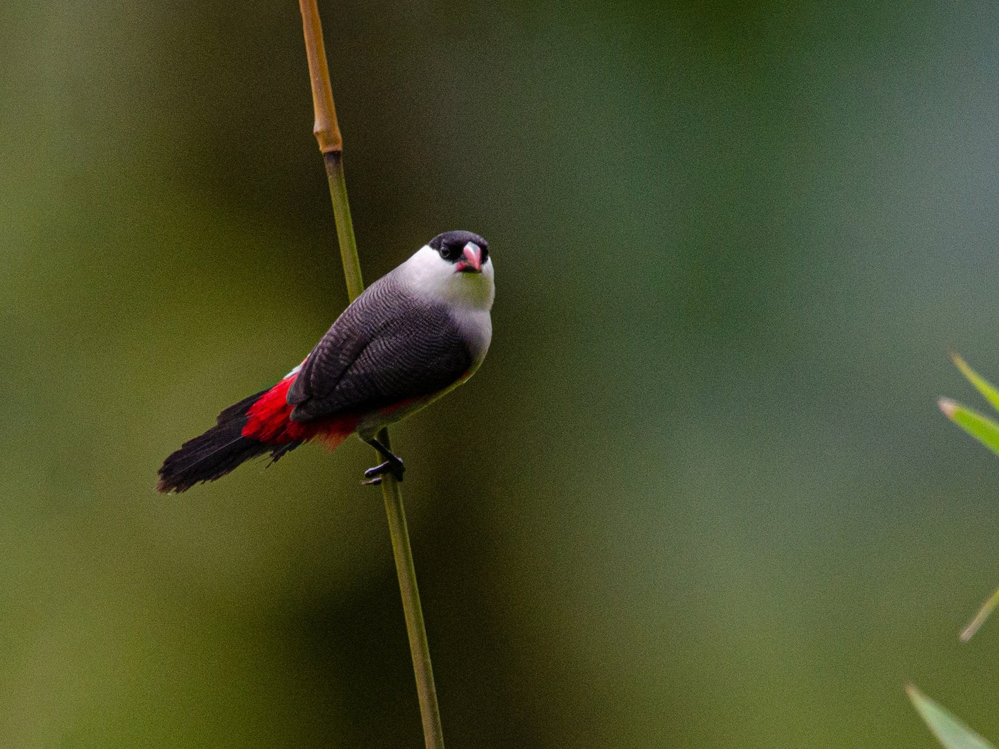 Black crowned waxbill