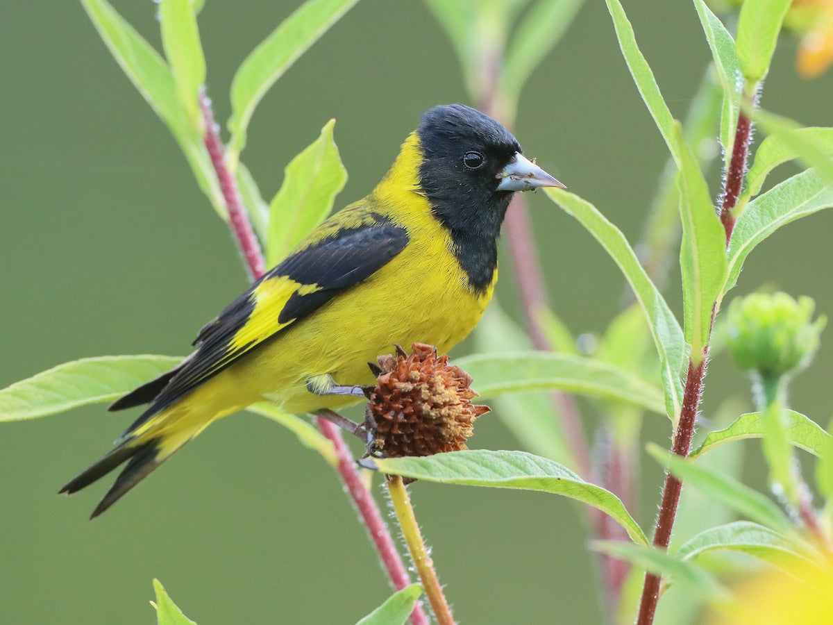 Notata Siskin