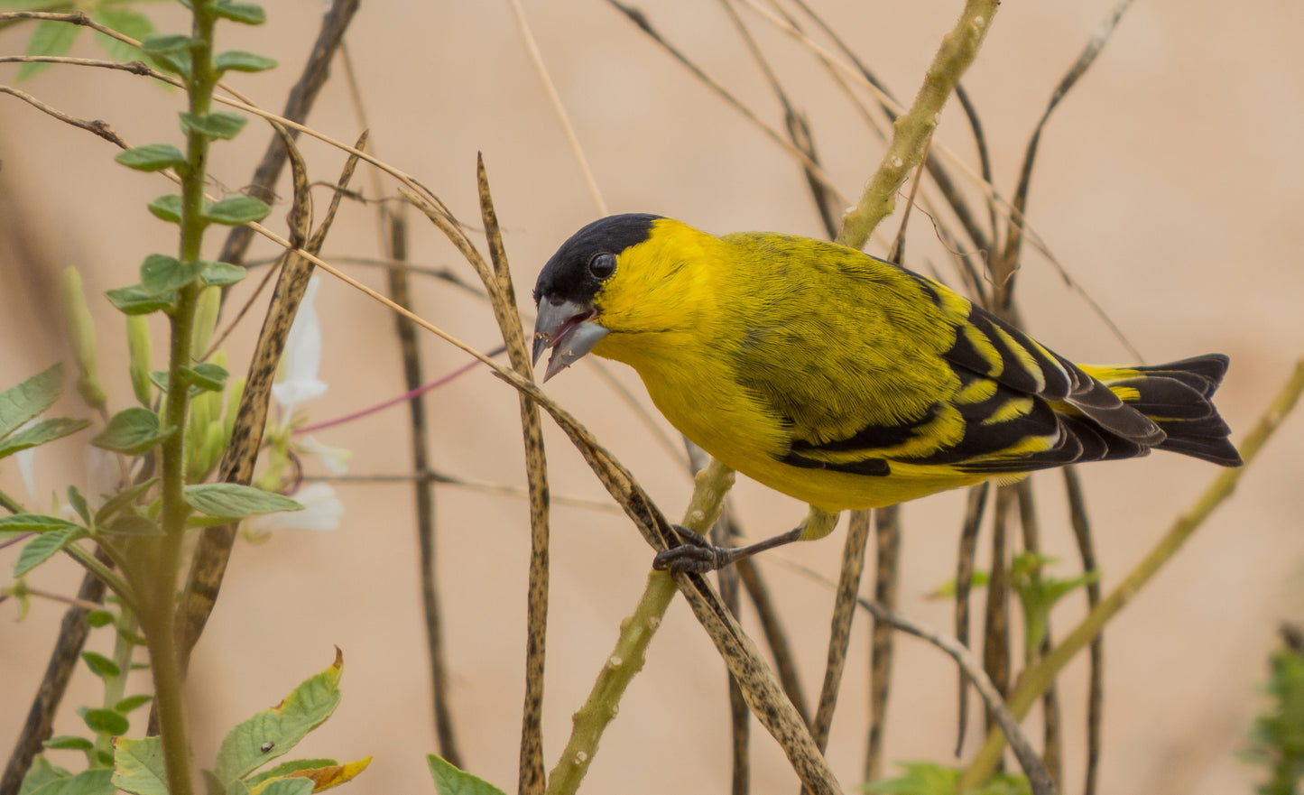 yarrellii  Siskin