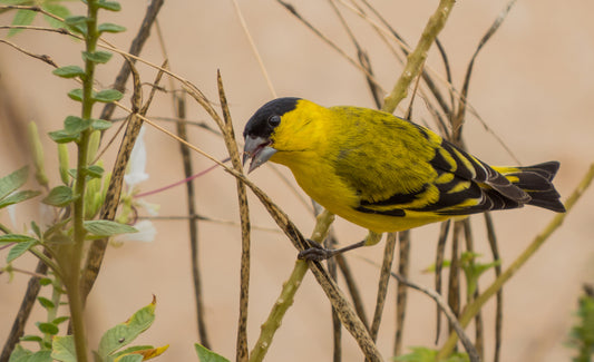 yarrellii  Siskin