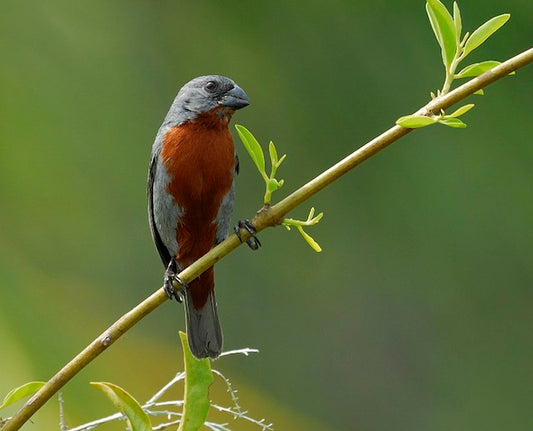 Chestnut-bellied seedeaters