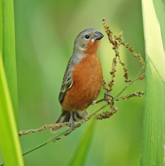 ruddy breasted seedeater