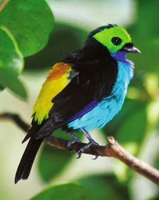 Paradise Tanager