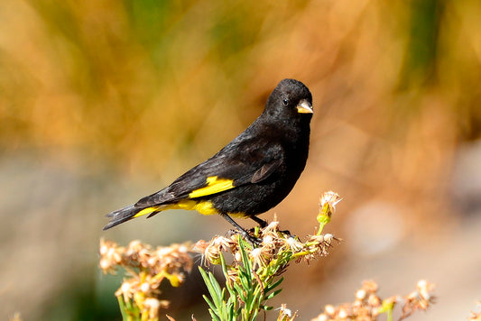 Black Siskin