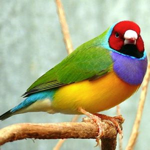 Lady Gouldian Finch