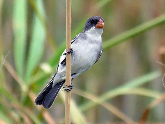 White-bellied Seedeater