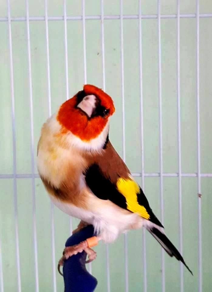 Goldfinches classic + whiteheads split for mutations