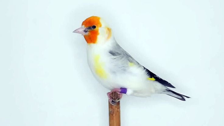 Goldfinches classic + whiteheads split for mutations