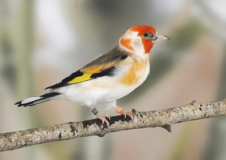 Goldfinches classic + whiteheads split for mutations