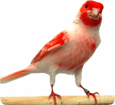 Red Mosaic Canary