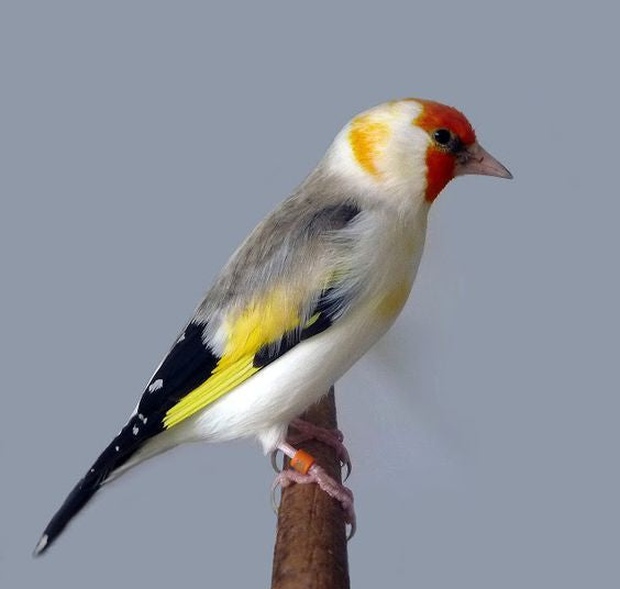 Goldfinches mutations