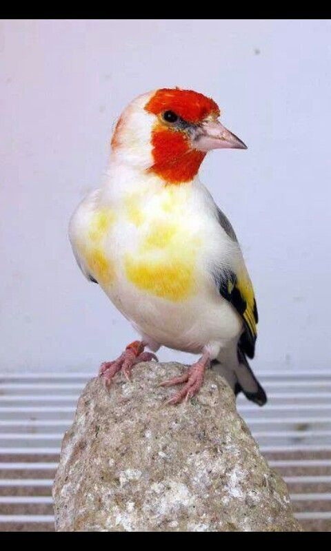 Goldfinches classic + whiteheads split for mutations