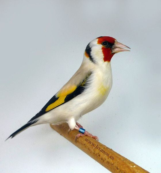 Goldfinches mutations