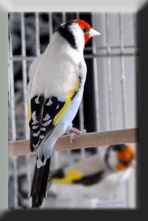 Goldfinches mutations