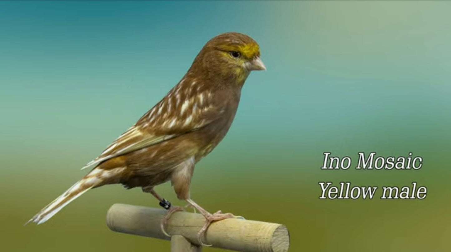 Ino yellow canary.