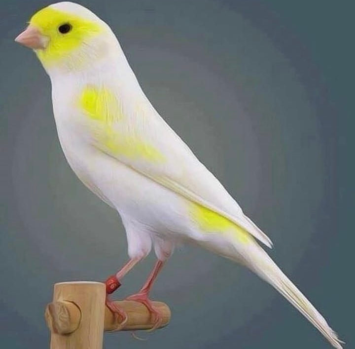 Yellow mosaic canary