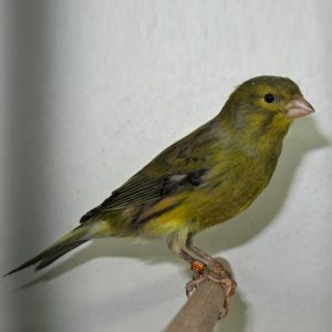 Timbrado green Canary