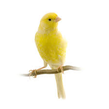 Canary timbrado yellow