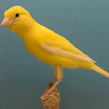 Raza canary