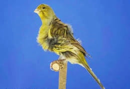 Frise canary